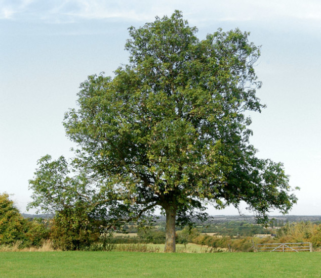 A_mature_ash_tree_near_Potash_Farm_-_geograph.org.uk_-_1498929